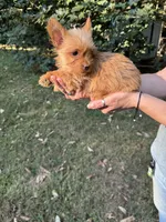 Amy, a female Yorkshire Terrier for sale in York, SC – 1 of 3