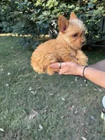 Amy, a female Yorkshire Terrier for sale in York, SC – 2 of 3