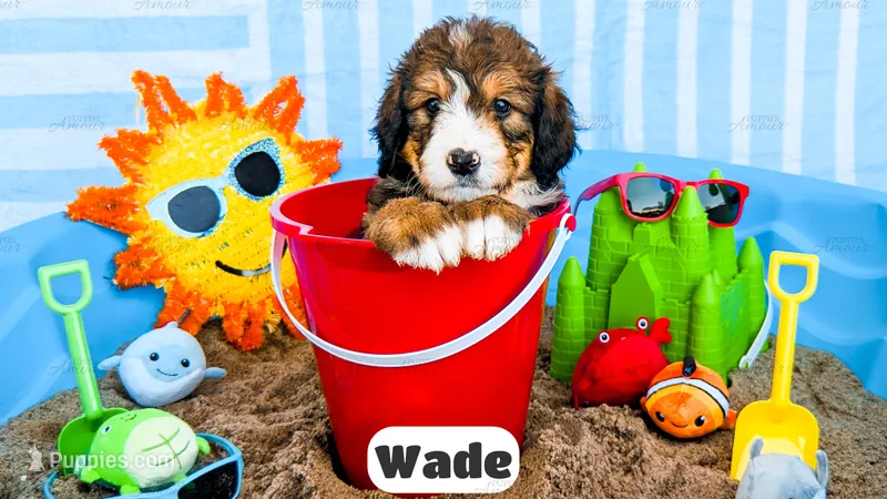 Wade – Bernedoodle puppy for sale in Lima, OH