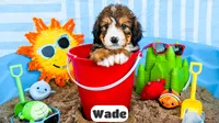 Wade, a male Bernedoodle for sale in Lima, OH – 2 of 10