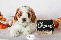 Choux, a male Cavapoo for sale in Lima, OH – 7 of 9