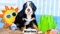 Marina, a female Bernedoodle for sale in Lima, OH – 8 of 10
