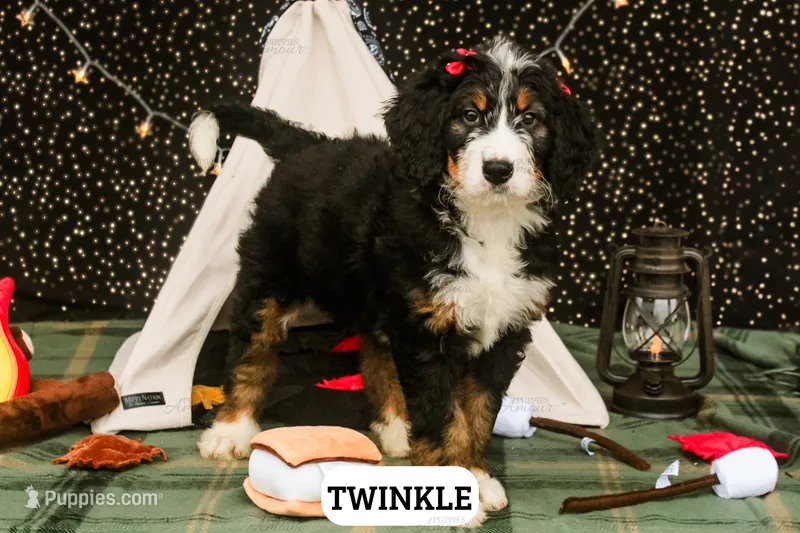Twinkle – Bernedoodle puppy for sale in Lima, OH