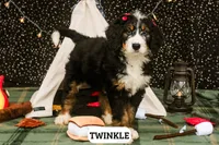 Twinkle, a female Bernedoodle for sale in Lima, OH – 1 of 4