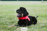 Glacier, a male Bernedoodle for sale in Lima, OH – 6 of 10