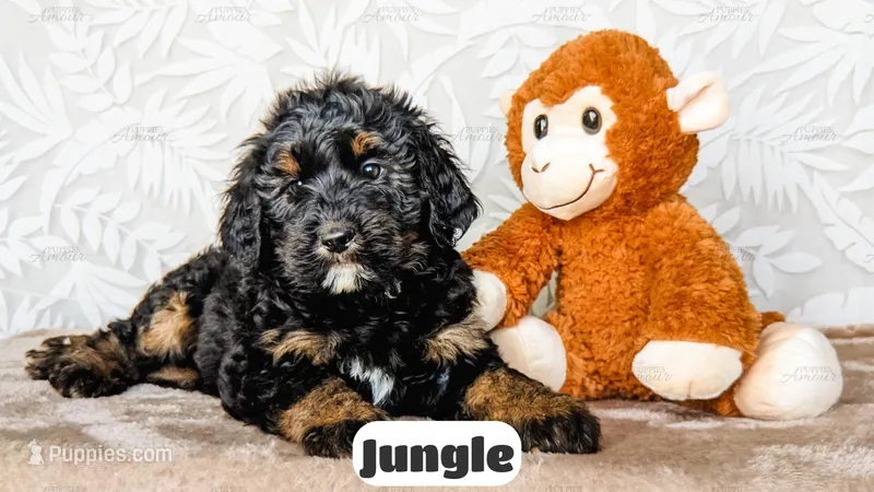 Jungle – Bernedoodle puppy for sale in Lima, OH