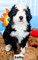 Salty, a male Bernedoodle for sale in Lima, OH – 9 of 10