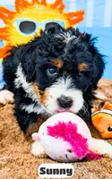 Sunny, a female Bernedoodle for sale in Lima, OH – 8 of 10