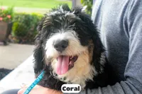 Coral, a female Bernedoodle for sale in Lima, OH – 2 of 9