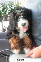 Cove, a male Bernedoodle for sale in Lima, OH – 4 of 9
