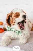 Choux, a male Cavapoo for sale in Lima, OH – 6 of 9
