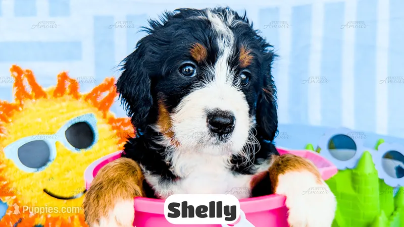 Shelly – Bernedoodle puppy for sale in Lima, OH