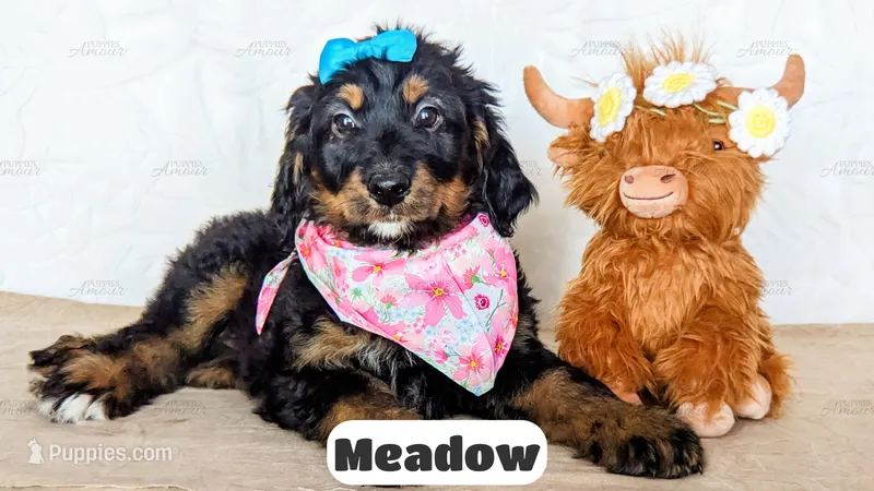 Meadow – Bernedoodle puppy for sale in Lima, OH