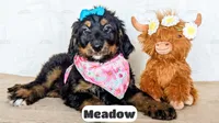 Meadow, a female Bernedoodle for sale in Lima, OH – Photo 2 of 9