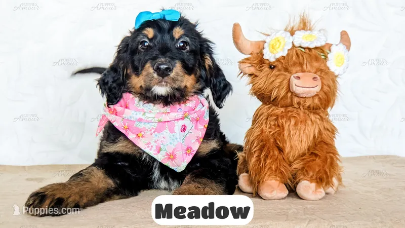 Meadow – Bernedoodle puppy for sale in Lima, OH
