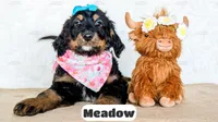 Meadow, a female Bernedoodle for sale in Lima, OH – Photo 1 of 4