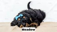 Meadow, a female Bernedoodle for sale in Lima, OH – Photo 6 of 9