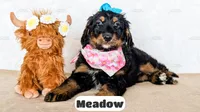 Meadow, a female Bernedoodle for sale in Lima, OH – Photo 3 of 9