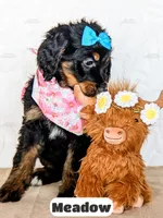 Meadow, a female Bernedoodle for sale in Lima, OH – Photo 5 of 9