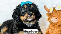 Meadow, a female Bernedoodle for sale in Lima, OH – Photo 7 of 9