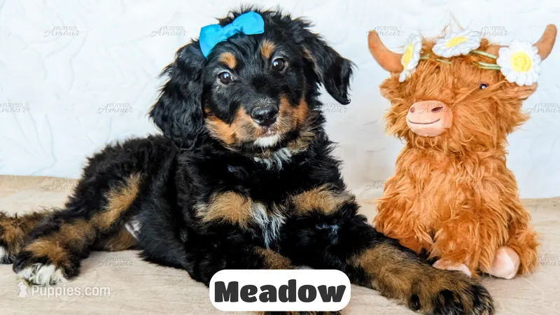 Meadow – Bernedoodle puppy for sale in Lima, OH