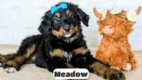 Meadow, a female Bernedoodle for sale in Lima, OH – Photo 1 of 9