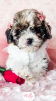 Polly, a female Cavapoo for sale in Lima, OH – Photo 3 of 9