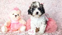 Polly, a female Cavapoo for sale in Lima, OH – Photo 6 of 9