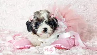 Polly, a female Cavapoo for sale in Lima, OH – Photo 7 of 9