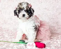 Polly, a female Cavapoo for sale in Lima, OH – Photo 4 of 9