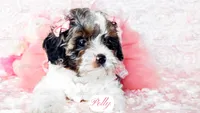 Polly, a female Cavapoo for sale in Lima, OH – Photo 5 of 9