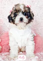 Polly, a female Cavapoo for sale in Lima, OH – Photo 1 of 9