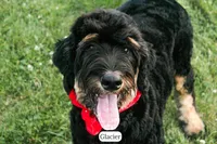 Glacier, a male Bernedoodle for sale in Lima, OH – 3 of 10