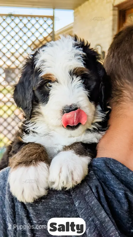 Salty – Bernedoodle puppy for sale in Lima, OH