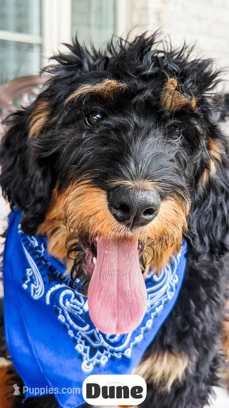 Dune – Bernedoodle puppy for sale in Lima, OH