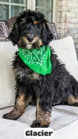 Glacier, a male Bernedoodle for sale in Lima, OH – 2 of 9