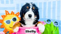Shelly, a female Bernedoodle for sale in Lima, OH – 8 of 10