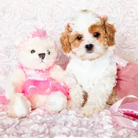 Angelina, a female Cavapoo for sale in Lima, OH – Photo 2 of 10