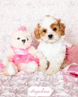 Angelina, a female Cavapoo for sale in Lima, OH – Photo 2 of 10