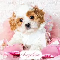 Angelina, a female Cavapoo for sale in Lima, OH – Photo 6 of 10
