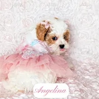 Angelina, a female Cavapoo for sale in Lima, OH – Photo 5 of 10