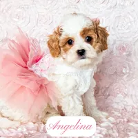 Angelina, a female Cavapoo for sale in Lima, OH – Photo 4 of 10