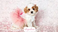 Angelina, a female Cavapoo for sale in Lima, OH – Photo 4 of 10