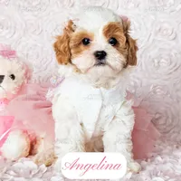 Angelina, a female Cavapoo for sale in Lima, OH – Photo 3 of 10