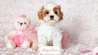 Angelina, a female Cavapoo for sale in Lima, OH – Photo 3 of 10