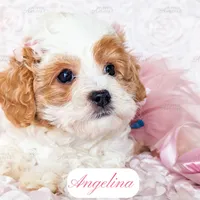 Angelina, a female Cavapoo for sale in Lima, OH – Photo 1 of 10