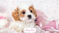 Angelina, a female Cavapoo for sale in Lima, OH – Photo 1 of 10