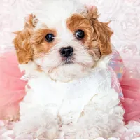 Angelina, a female Cavapoo for sale in Lima, OH – Photo 9 of 10