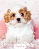 Angelina, a female Cavapoo for sale in Lima, OH – Photo 9 of 10