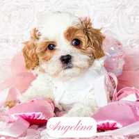 Angelina, a female Cavapoo for sale in Lima, OH – Photo 7 of 10